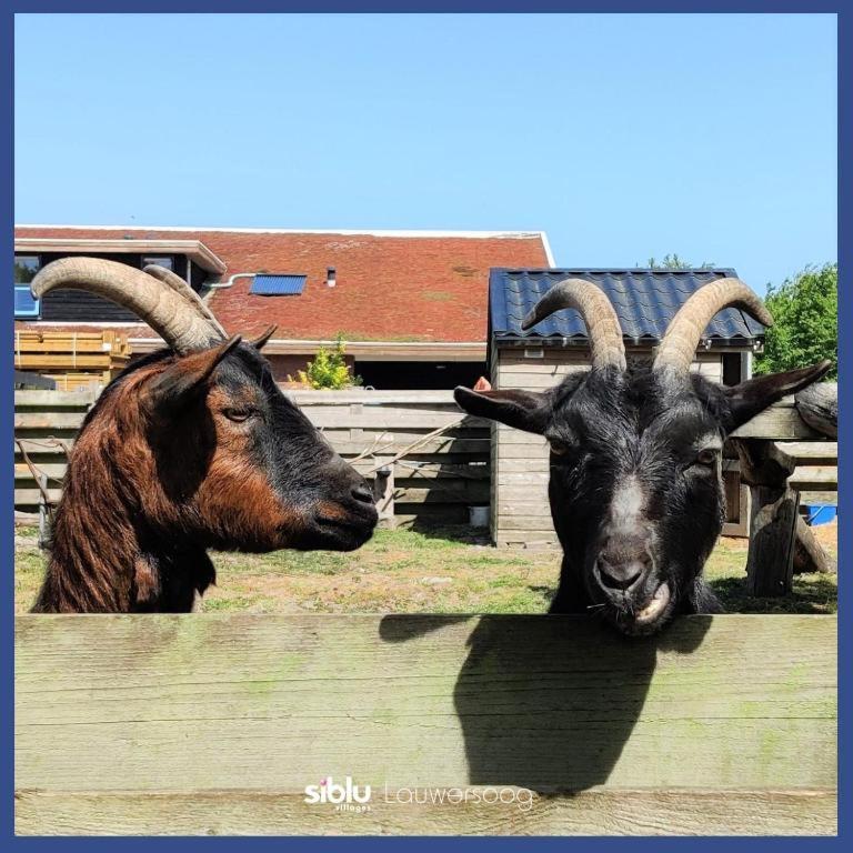 Enjoy Natur, Und Lauwersoog- 1-6 Pers- 3 Schlafzimmer, 2 Badezimmer- Fruehes Einchecken Ab 14 Uhr Chalet